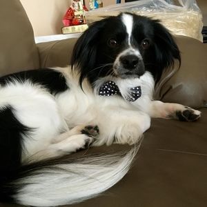 Meet your Posher, Telay